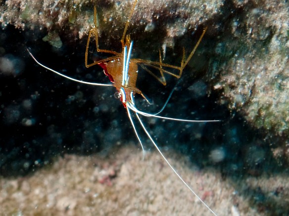 First day of diving off of Waianae, Oahu with Ocean Concepts was at the Black Rock dive site where I encountered this tiny White Stripe Cleaner Shrimp May 15, 2008 9:36 AM : Diving, Oahu