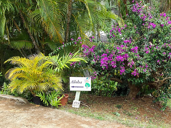 Aloha signs guide the way to Auntie Angeline's May 11, 2015 12:06 PM : Kauai : Debra Zeleznik,David Zeleznik,Jawea Mockabee,Maxine Klein,Mary Wilkowski