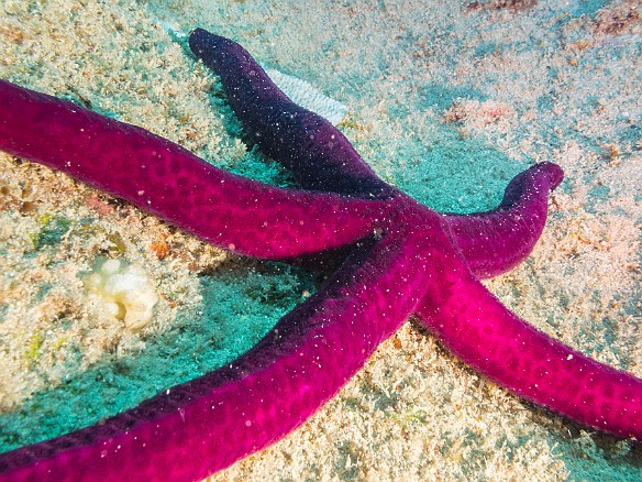 Purple Velvet Stars used to only be found at significant depths, but they are becoming more common on the shallower reefs of Hawaii May 19, 2016 4:29 PM : Diving, Instagram : Reivan Zeleznik