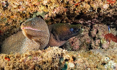 It's a two-for-one sale - a Whitemouth and an Undulated Moray at Sheraton Caverns It's a two-for-one sale - a Whitemouth and an Undulated Moray at Sheraton Caverns