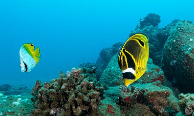 ThreeFingers-005 A Threadfin and Raccoon Butterflyfish at Three Fingers