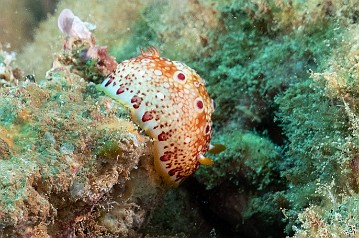 Excited to find what I am pretty sure is a Red-Spotted Nudibranch which are fairly uncommon at recreational scuba depths of 100ft or less I am pretty sure this is a Red-Spotted Nudibranch which is fairly uncommon at recreational scuba depths of 100ft or less
