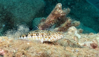 Small Clearfin Lizardfish kicking up a sand storm Small Clearfin Lizardfish kicking up a sand storm