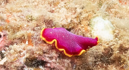 KauaiDiving2019-127 Fuschia Flatworm scurrying about