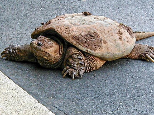 SnappingTurtle-002 In June I had the garage door open as I was doing yard work in the back. I come back to get some tools to find this beast of a snapping turtle that was crawling...