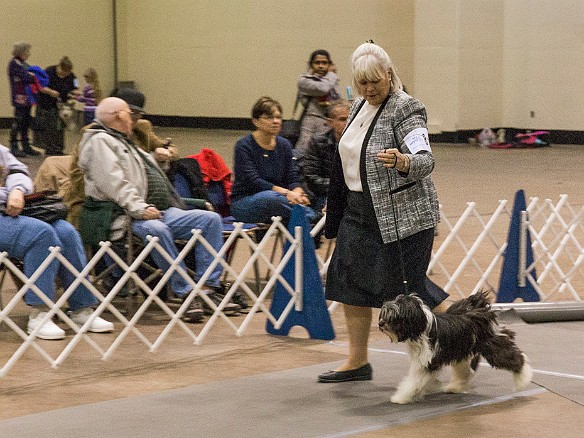 SophieHartfordShow201402-020 Caryl Crouse takes Sophie for her first time in the ring, competing in the puppy (6-12 months old) bitch (female) class.