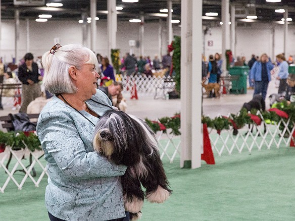 SophieSpringfieldShow20141207-037 Putting Bentley up on the judging table is like lifting a big sack of hair