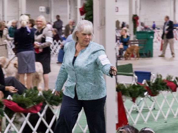SophieSpringfieldShow20141207-043 Unfortunately, Sophie is pacing (front legs together) instead of trotting