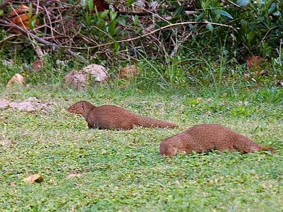 Mongoose were originally brought by the plantation owners to control the rat population. Now they are everywhere. Jan 10, 2009 4:19 PM : Antigua 2009-01