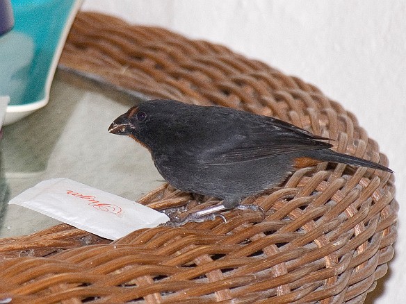 The birds are not very aggressive, but if you leave the door open and there are any sugar packets around... Jan 11, 2009 1:41 PM : Antigua 2009-01