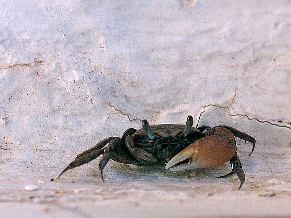 Feeling crabby after a long day Jan 11, 2009 3:00 PM : Antigua 2009-01