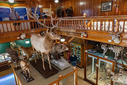 Banff-012 Thursday we walked to the Banff Park Museum and quickly surveyed all the taxidermied critters on display.