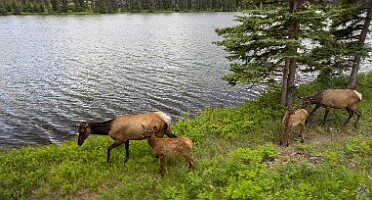 Jasper Elk galore around Beauvert Lake and taking the sky tram to the top of Whistlers Summit