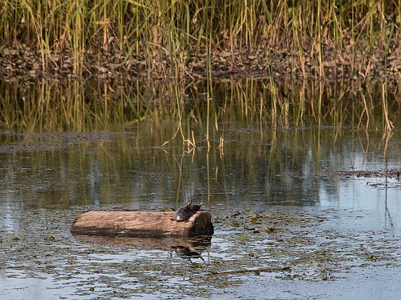 Box and painted turtles were sunning themselves on every available log and branch Sep 14, 2014 4:35 PM : turtle