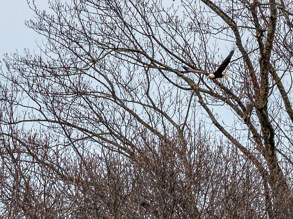 CT River Eagle Cruise 2022-005 First bald eagle spotted in flight!