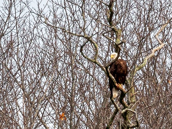 CT River Eagle Cruise 2022-018 This adult bald eagle was keeping an eye out for fish