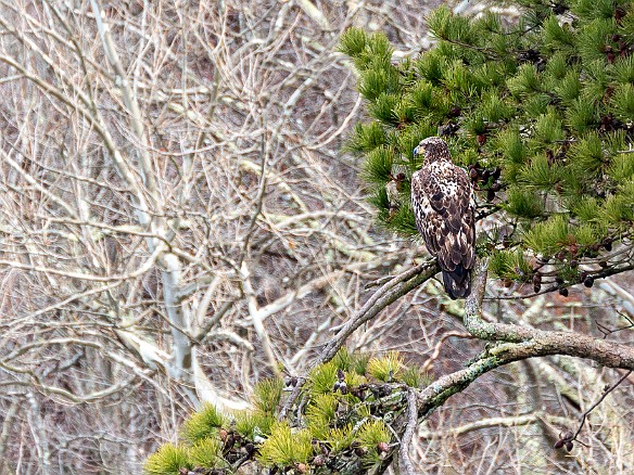 CT River Eagle Cruise 2022-026 Nearby was this sub-adult bald eagle perched in a white pine tree