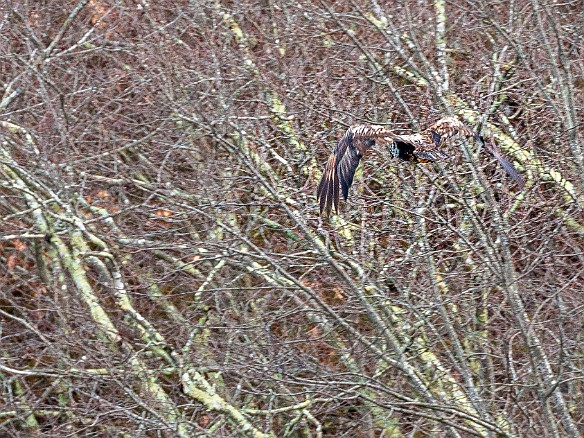 CT River Eagle Cruise 2022-028 The sub-adult eagle took flight until it found a new perch