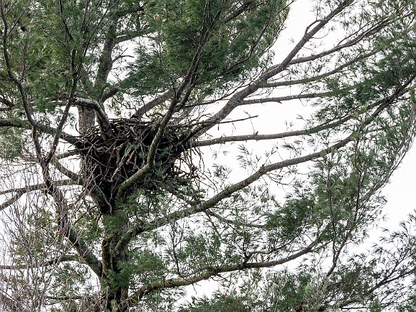 CT River Eagle Cruise 2022-043 We passed this huge eagle's nest on the way up the river. Our guide told us that although we could not see any activity, it contained recently laid eggs that...