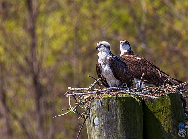 CT River Eagle Cruise 2023-071 Osprey on the pilings in Deep River harbor