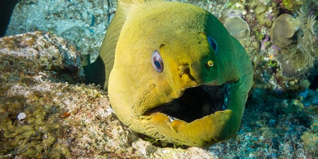 Diving Five days of great diving once again with Chris and Katie Alpers at Indigo Divers