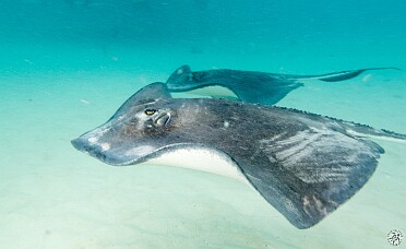Stingray City For all our visits to Grand Cayman, Max had never been to Stingray City. We remedied that by chartering "Cap'n Chris" to...