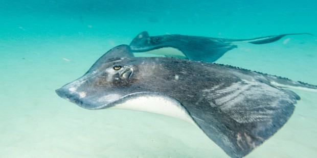 Stingray City For all our visits to Grand Cayman, Max had never been to Stingray City. We remedied that by chartering "Cap'n Chris" to...