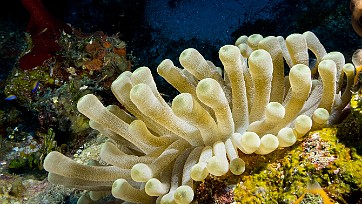 Diving Four days of diving were needed to burn off all the excess calories and decadence from the Cayman Cookout. Once again,...