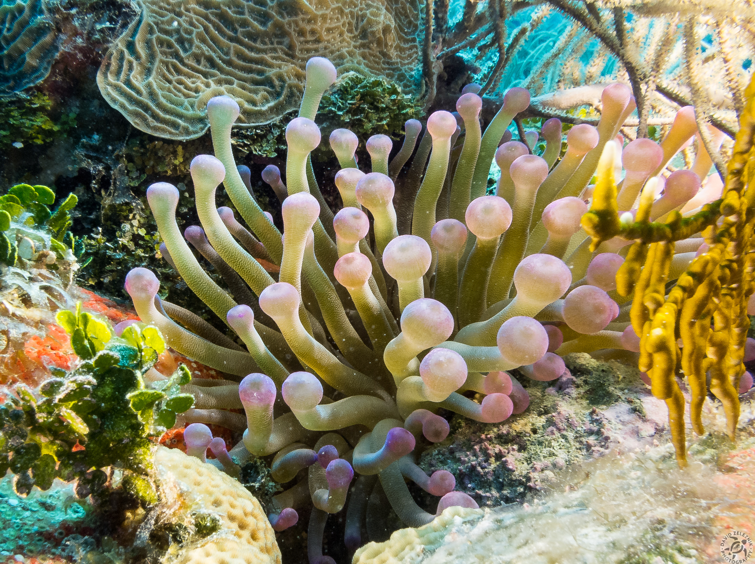 Purple Club-Tipped Anemone<br/><small>Little Tunnels dive site, Grand Cayman</small>