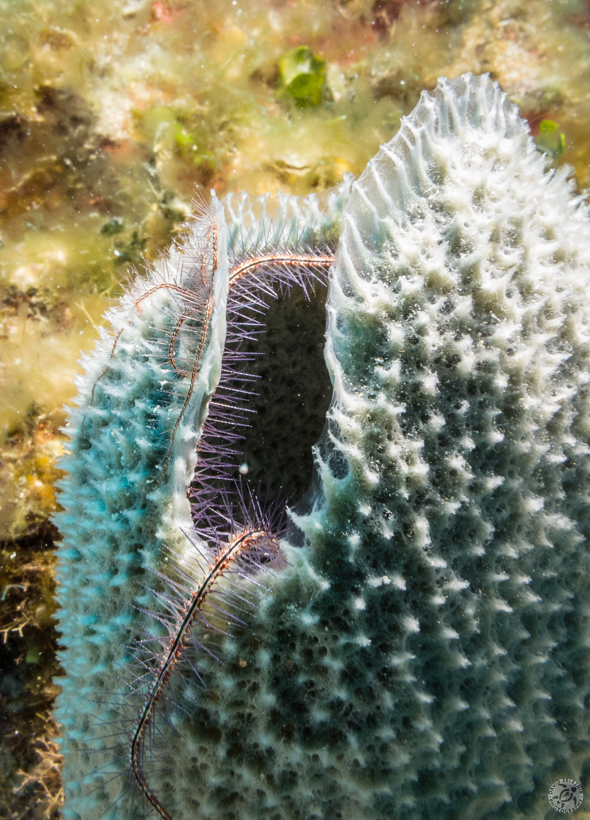 Brittlestars draped inside a Purple Vase Sponge<br/><small>Mitch Miller's Reef, Grand Cayman</small>