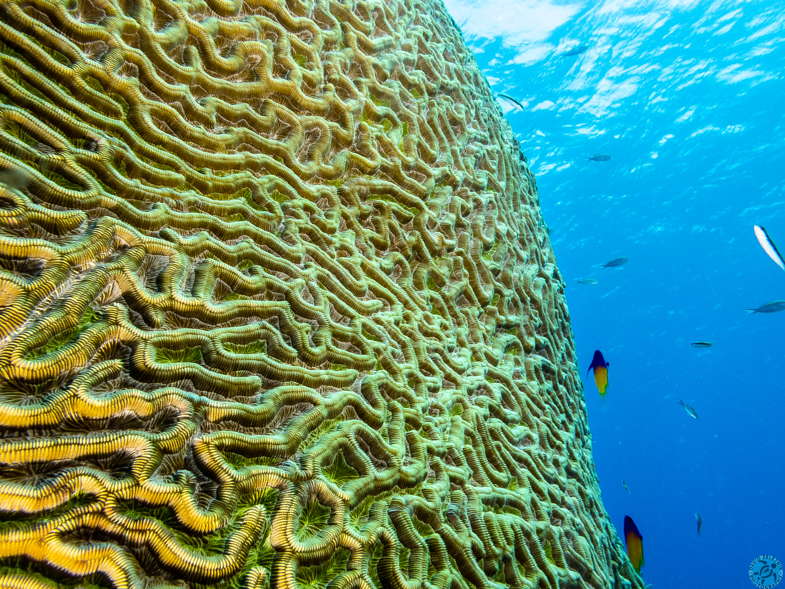 Valleys of the Moon, or rather a giant head of brain coral
