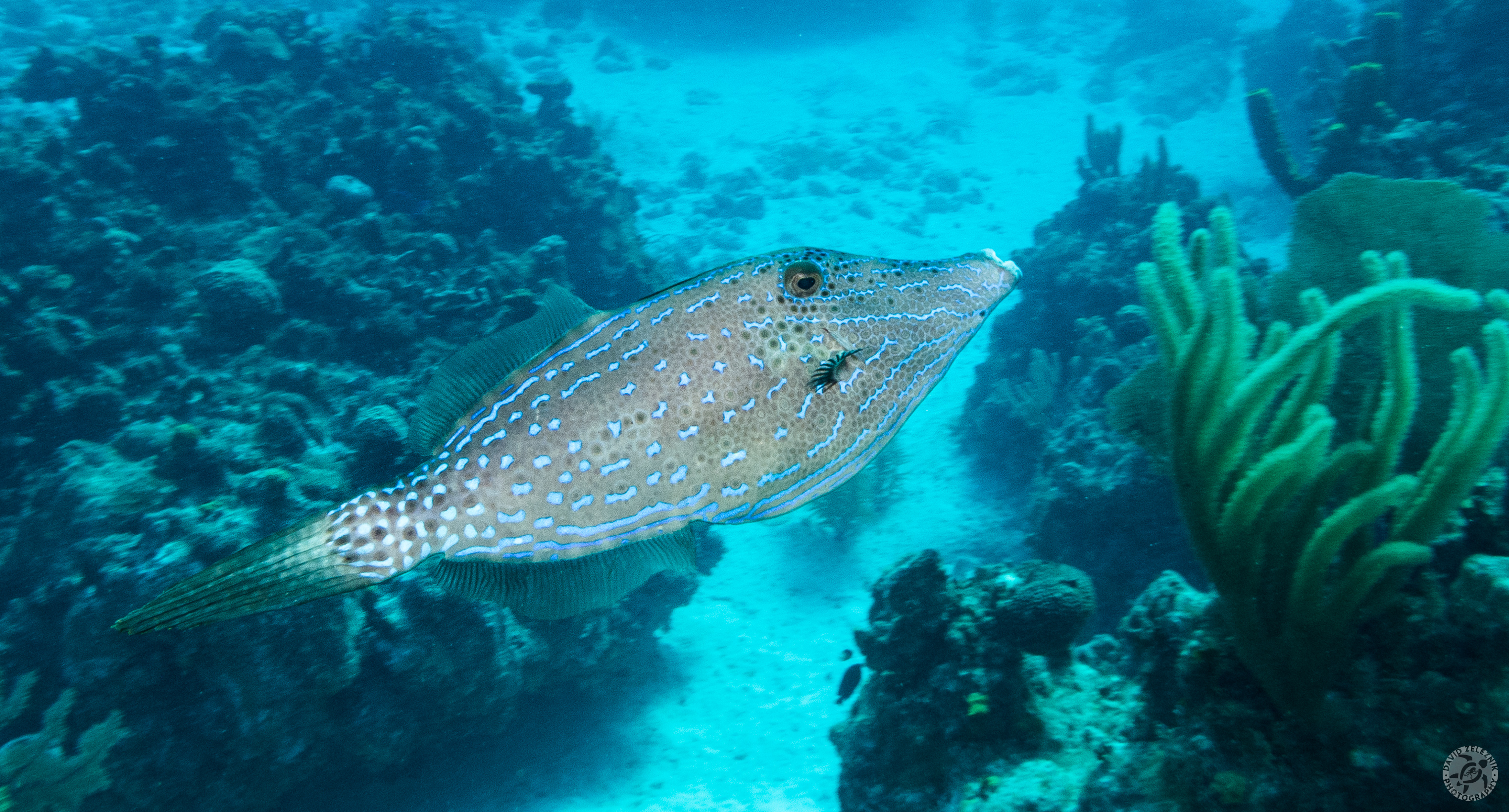 Scrawled  Filefish<br/><small>Mitch Miller's Reef, Grand Cayman</small>