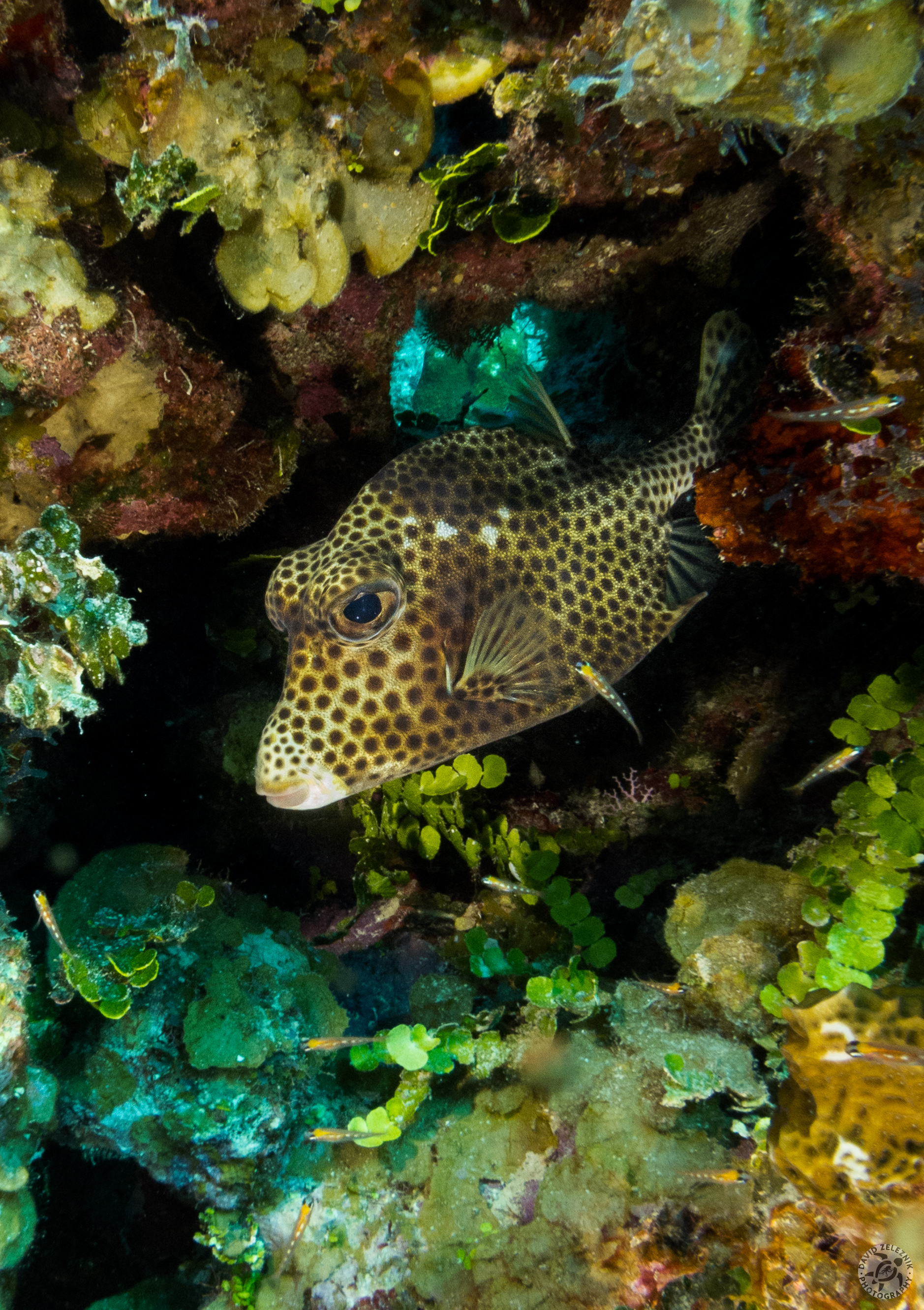 Spotted Trunkfish<br/><small>Thirteen Trees dive site, Grand Cayman</small>