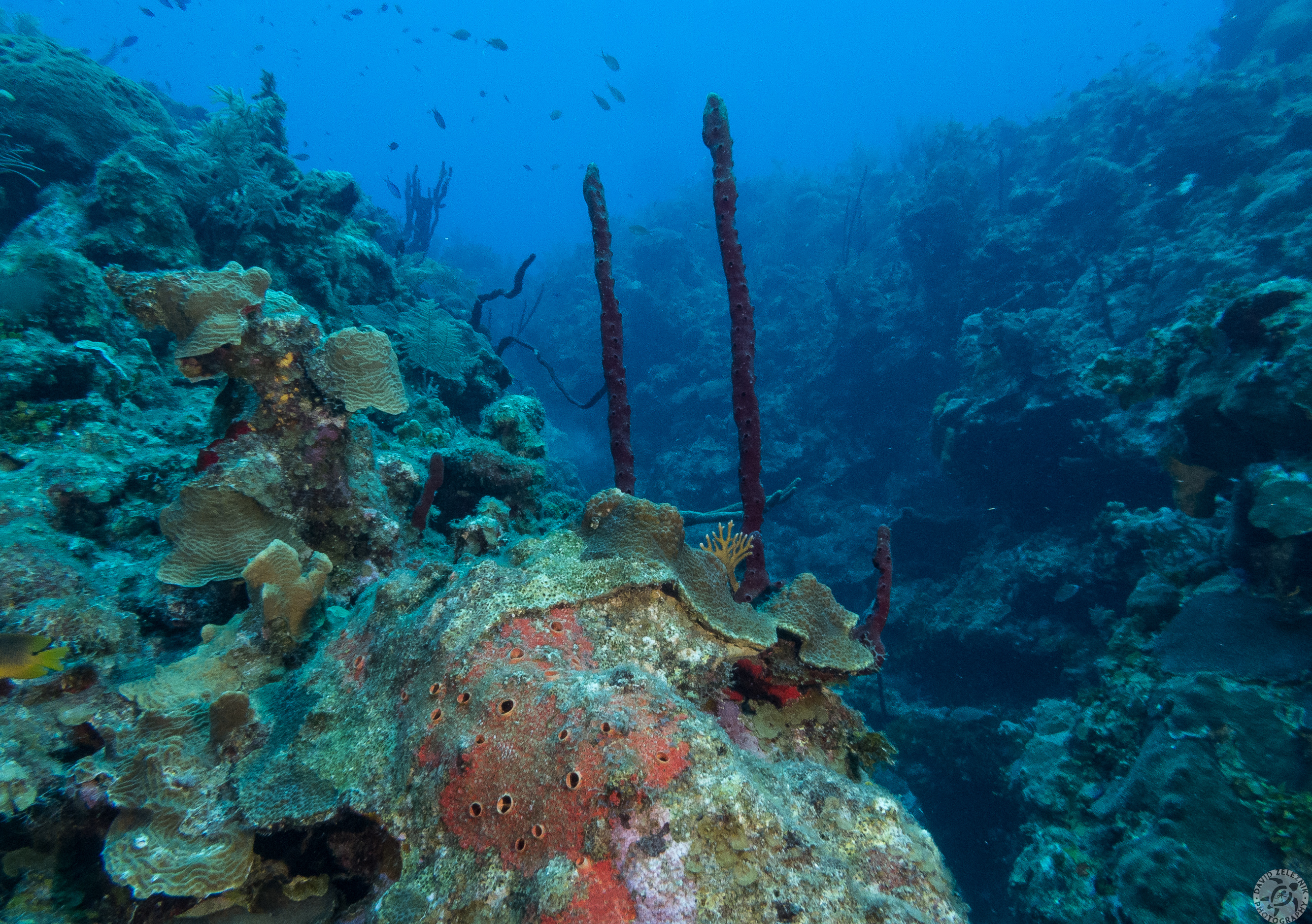 Big Dipper dive site<br/><small>Grand Cayman</small>