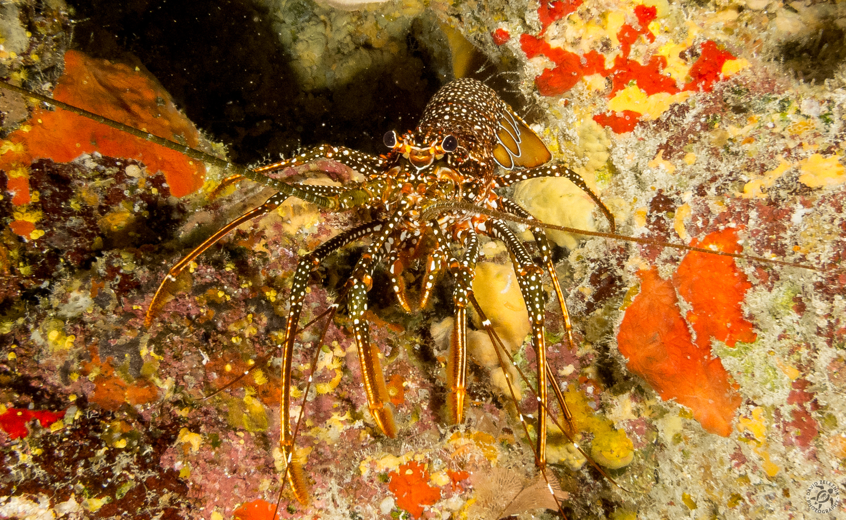Caribbean Lobster<br/><small>Big Dipper dive site, Grand Cayman</small>