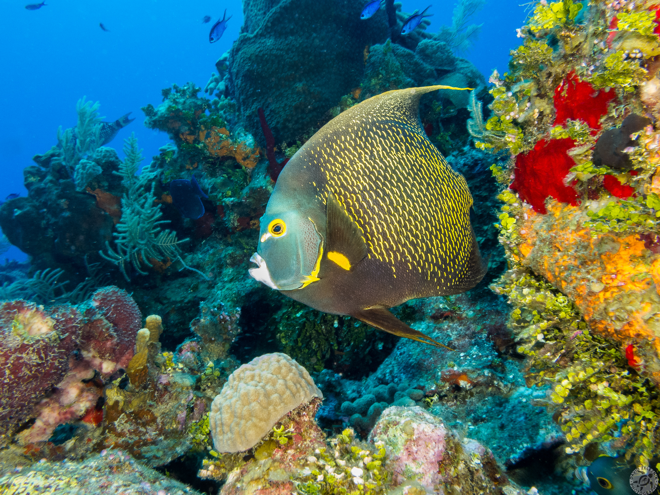 French Angelfish<br/><small>Big Dipper dive site, Grand Cayman</small>