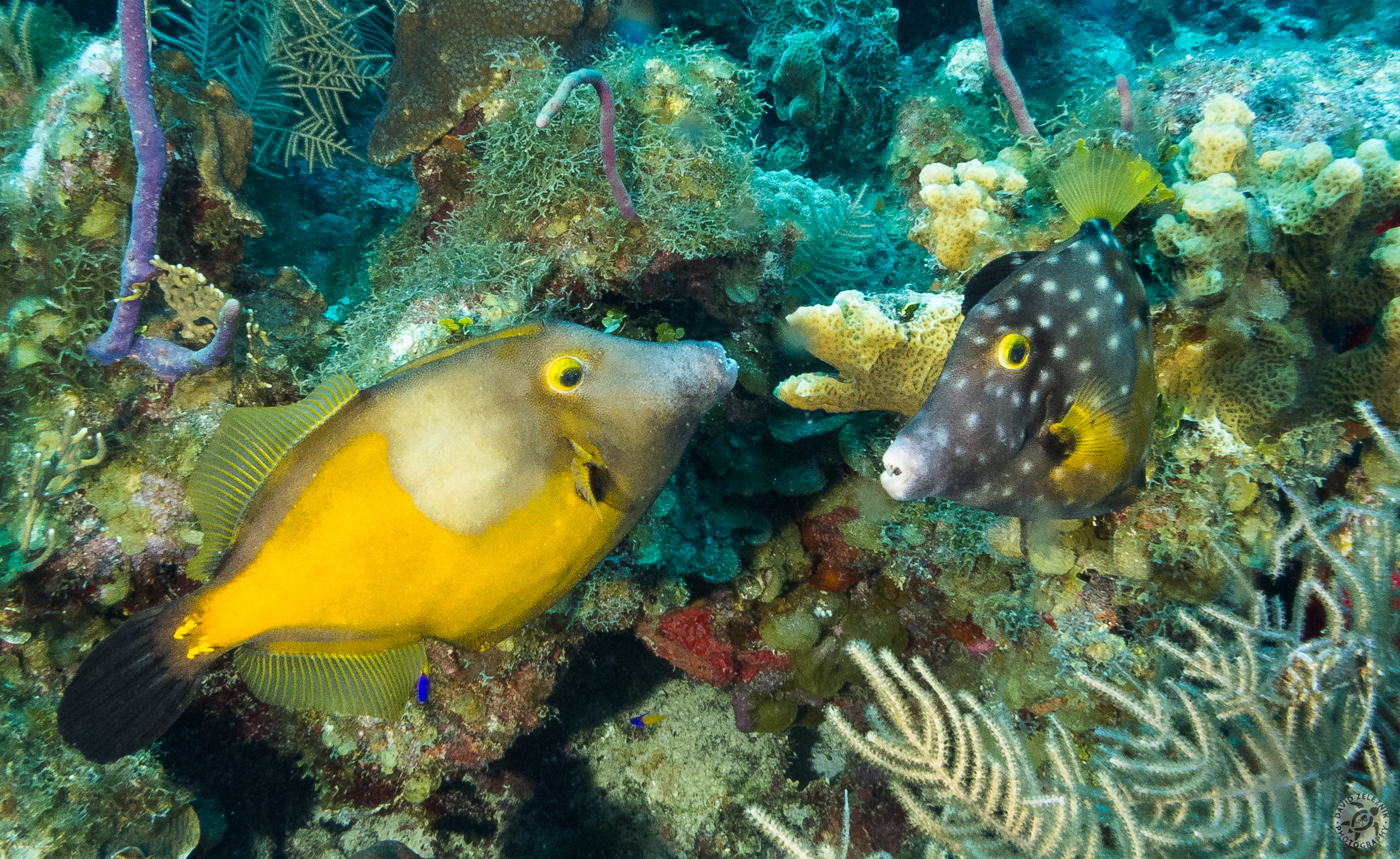 Pair of Whitespotted Filefish<br/><small>Big Dipper dive site, Grand Cayman</small>