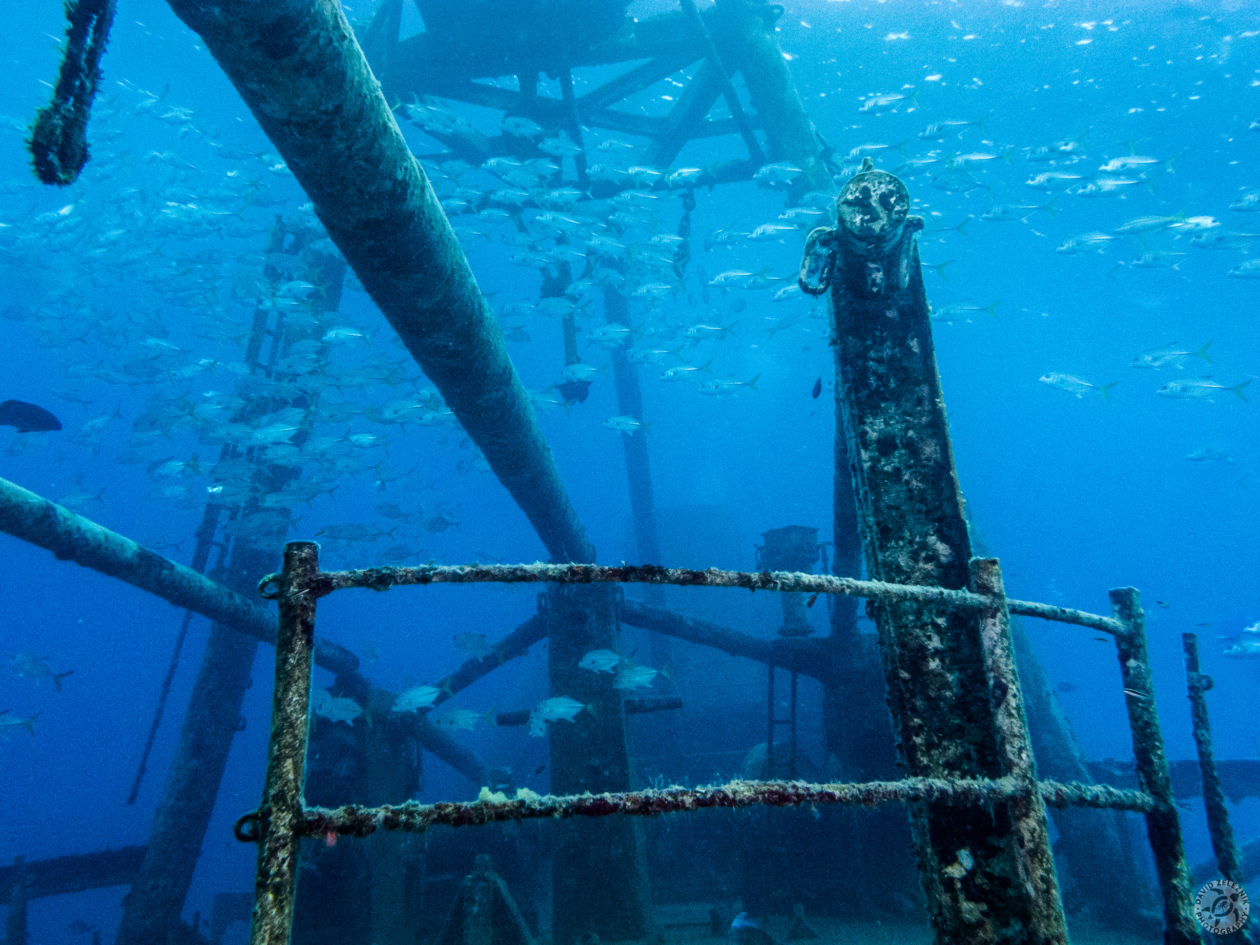 Schools of grunts and snapper around the upper rigging<br/><small>USS Kittiwake, Grand Cayman</small>
