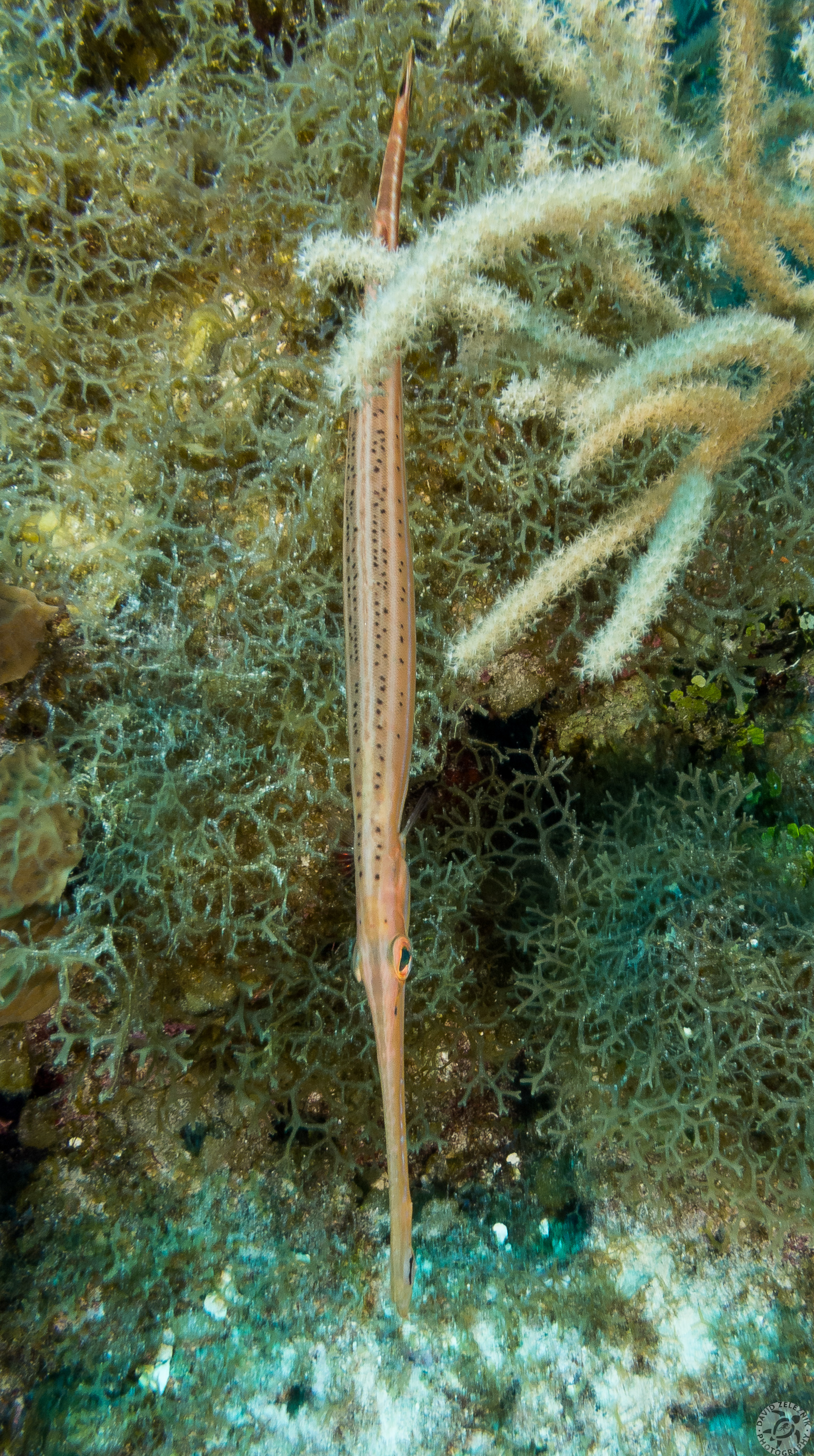 Trumpetfish doing its "I'm vertical and pretending to be a plant" disguise<br/><small>Orange Canyon dive site, Grand Cayman</small>