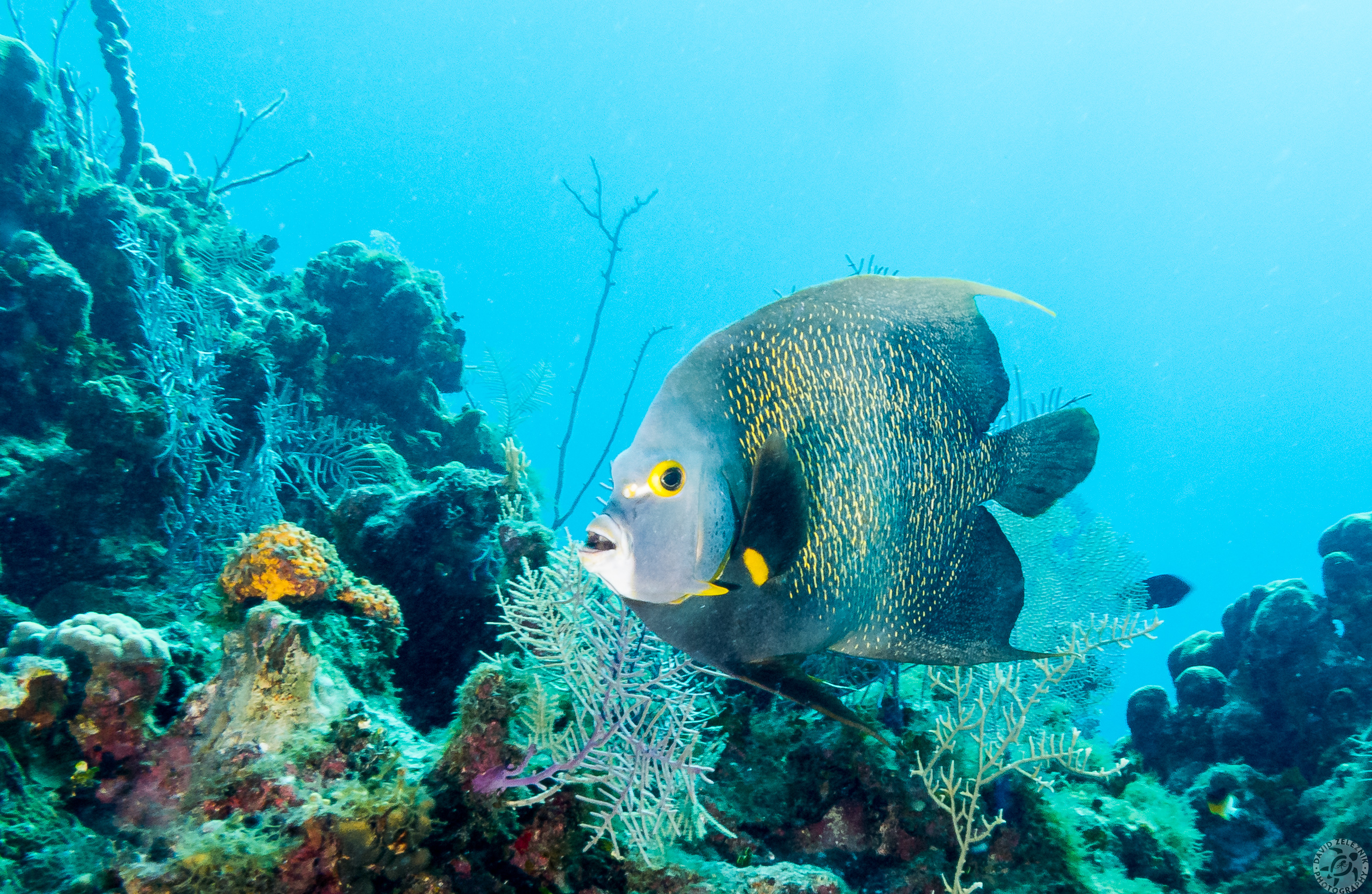 French Angelfish<br/><small>Lost Treasure Reef, Grand Cayman</small>