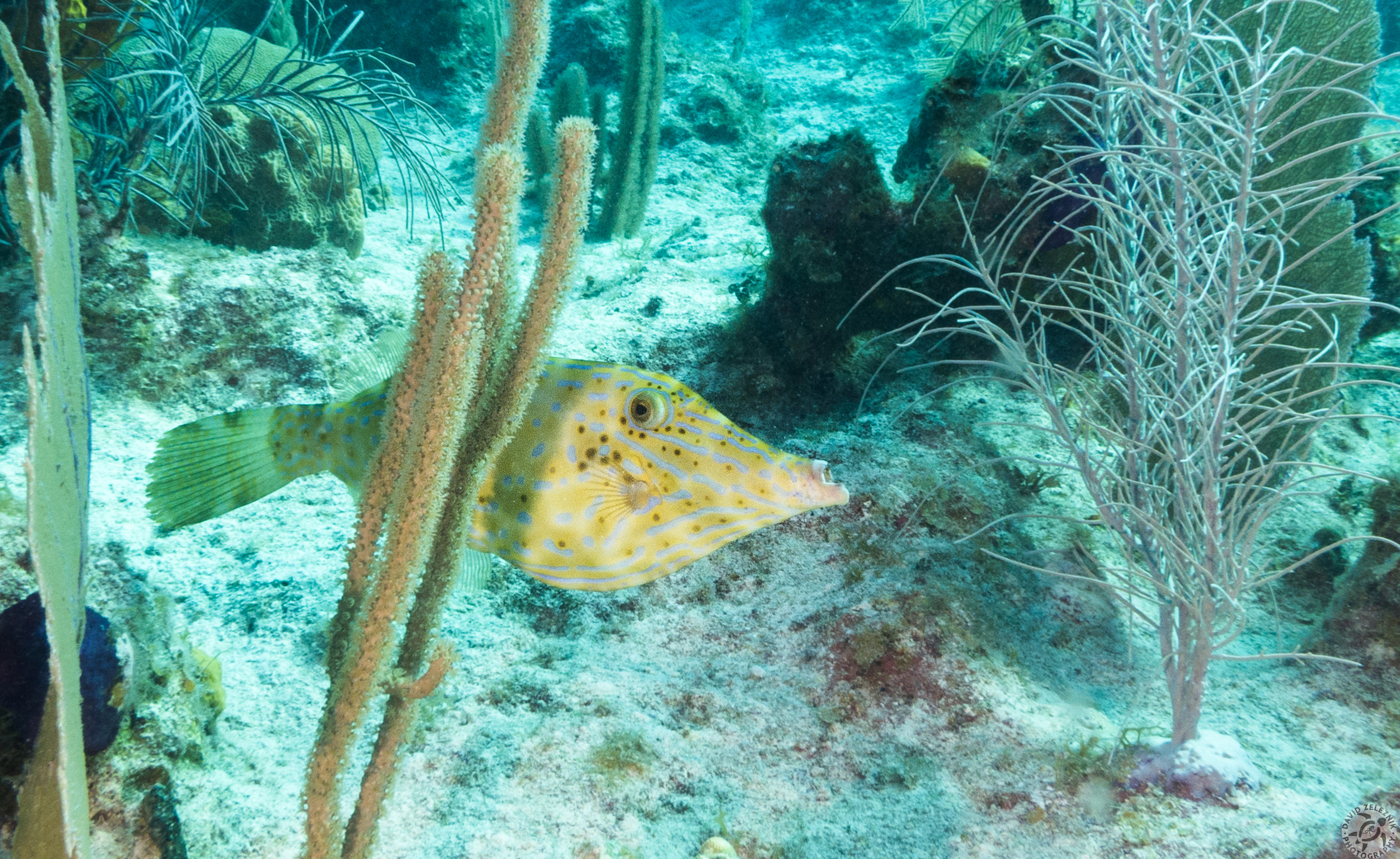 Scrawled Filefish<br/><small>Lost Treasure Reef, Grand Cayman</small>