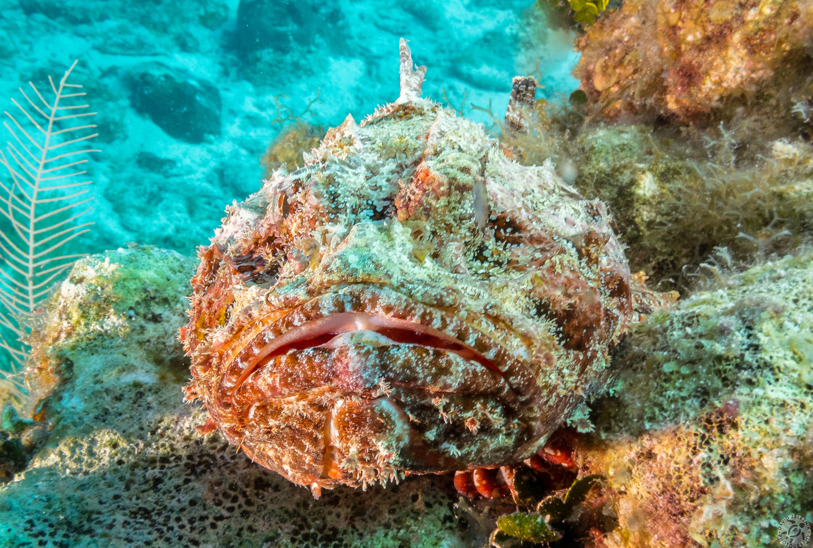 Spotted Scorpionfish thinking about lunch perhaps