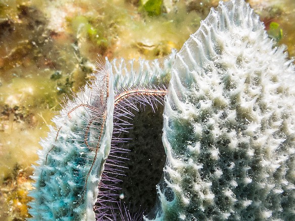 Brittlestars draped inside a purple vase sponge at Mitch Miller's Reef. Jan 16, 2017 2:38 PM : Diving