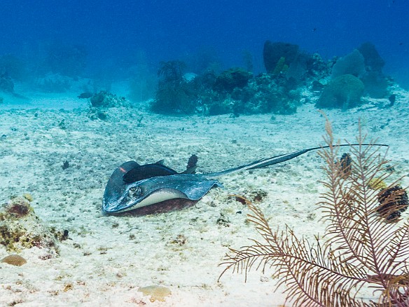 Southern Stingray on the sandy bottom with a hitchhiker on board Jan 16, 2017 3:16 PM : Diving