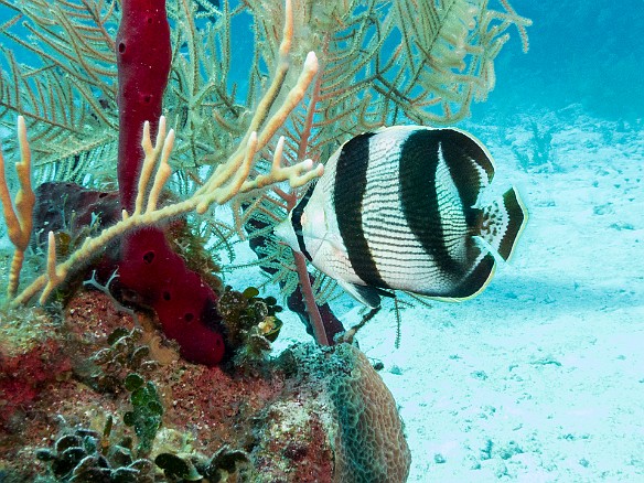 Banded Butterflyfish Jan 17, 2017 3:04 PM : Diving