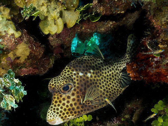 Spotted Trunkfish at Thirteen Trees dive site Jan 17, 2017 3:09 PM : Diving