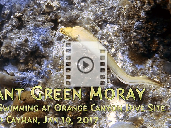 A Giant Green Moray free swimming at the Orange Canyon dive site Jan 19, 2017 1:22 PM : Diving, video thumbnail