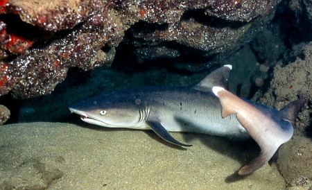 Tunnels-20040528-004 White-tipped reef shark under a ledge