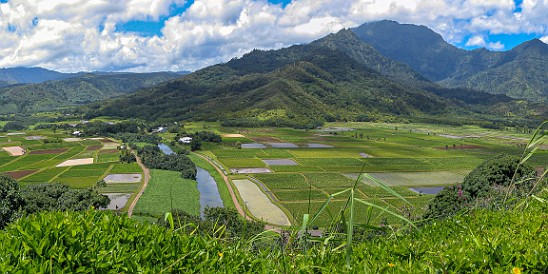 Kauai-003 The taro fields in Hanalei Valley from the lookout across the street from the Foodland shopping center in Princeville