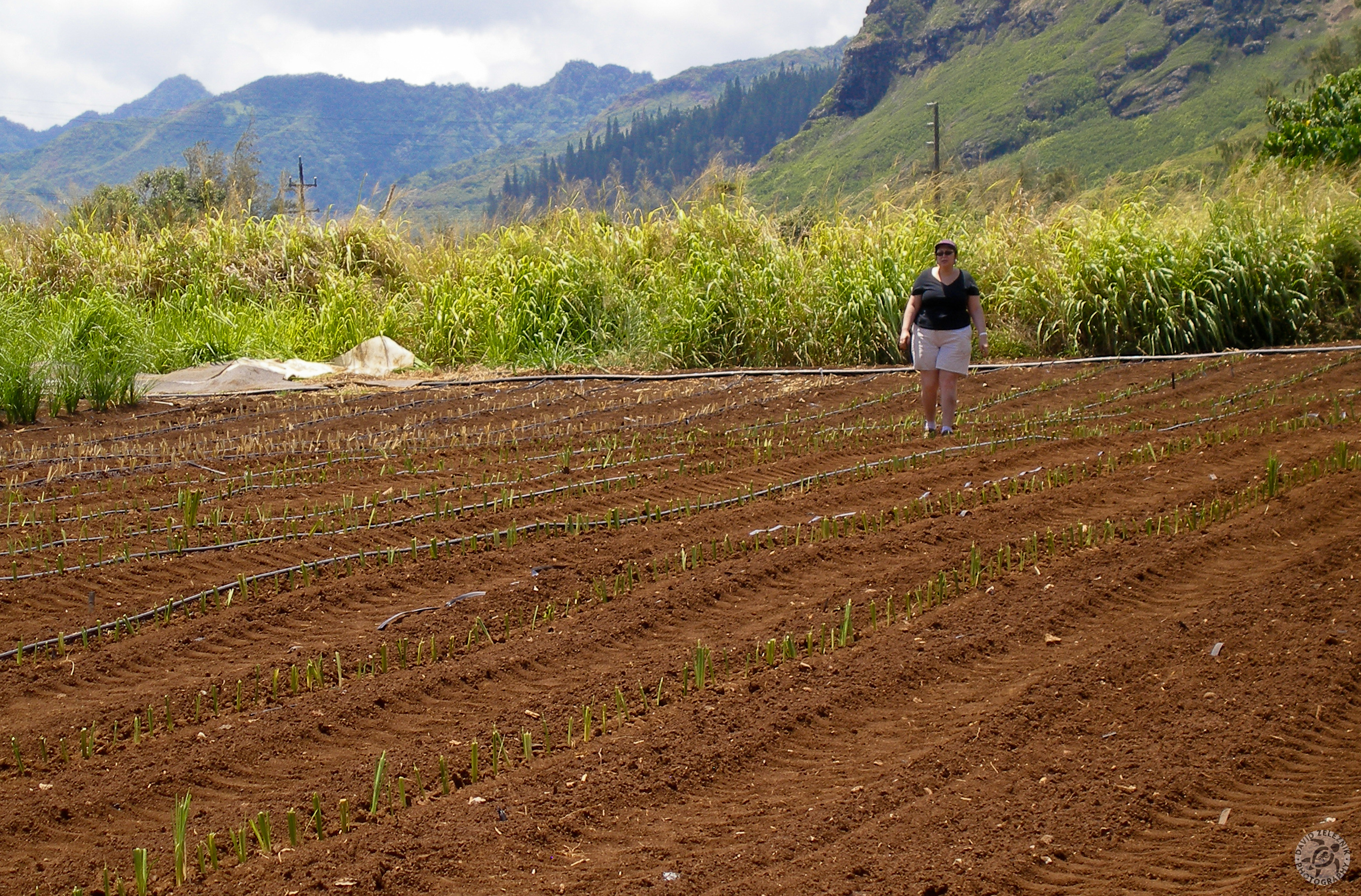 Oahu2008-32